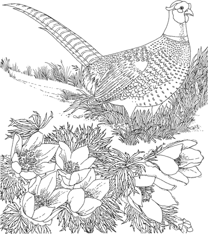 Ring Necked Pheasant And American Pasque South Dakota Bird And Flower Coloring Page